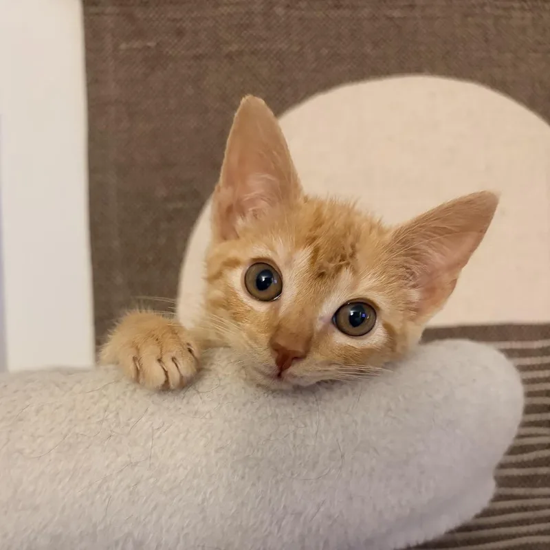A baby small-sized female Orange / Red Domestic Short Hair cat named Roo for adoption in Roswell, GA
