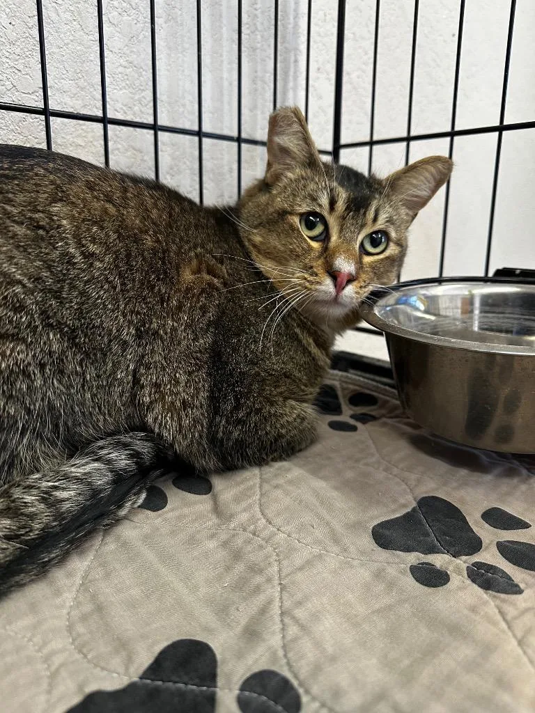 An adult large-sized male Tabby (Brown / Chocolate) Tabby cat named Wesley for adoption in Mira Loma, CA