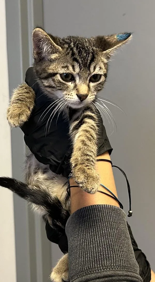 A baby medium-sized male Domestic Short Hair cat named Bumble for adoption in Salt Lake City, UT