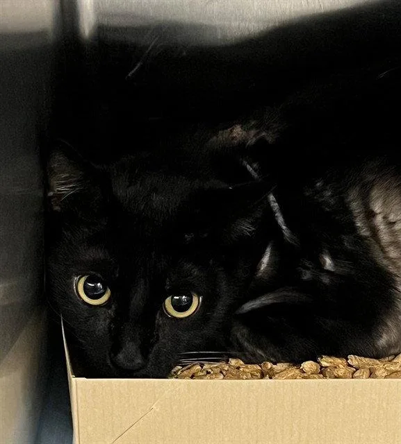 An adult large-sized male Black Domestic Short Hair cat named Walter for adoption in Tavares, FL