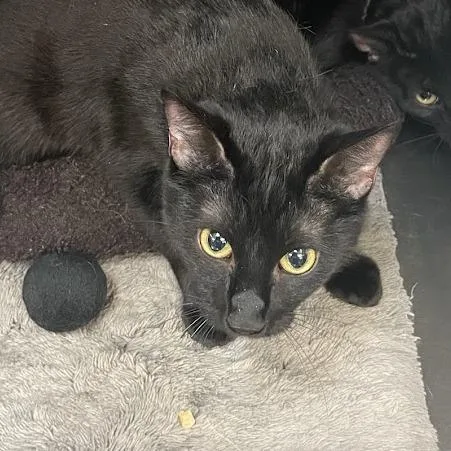 An adult large-sized male Black Domestic Short Hair cat named Bobo for adoption in Port Charlotte, FL