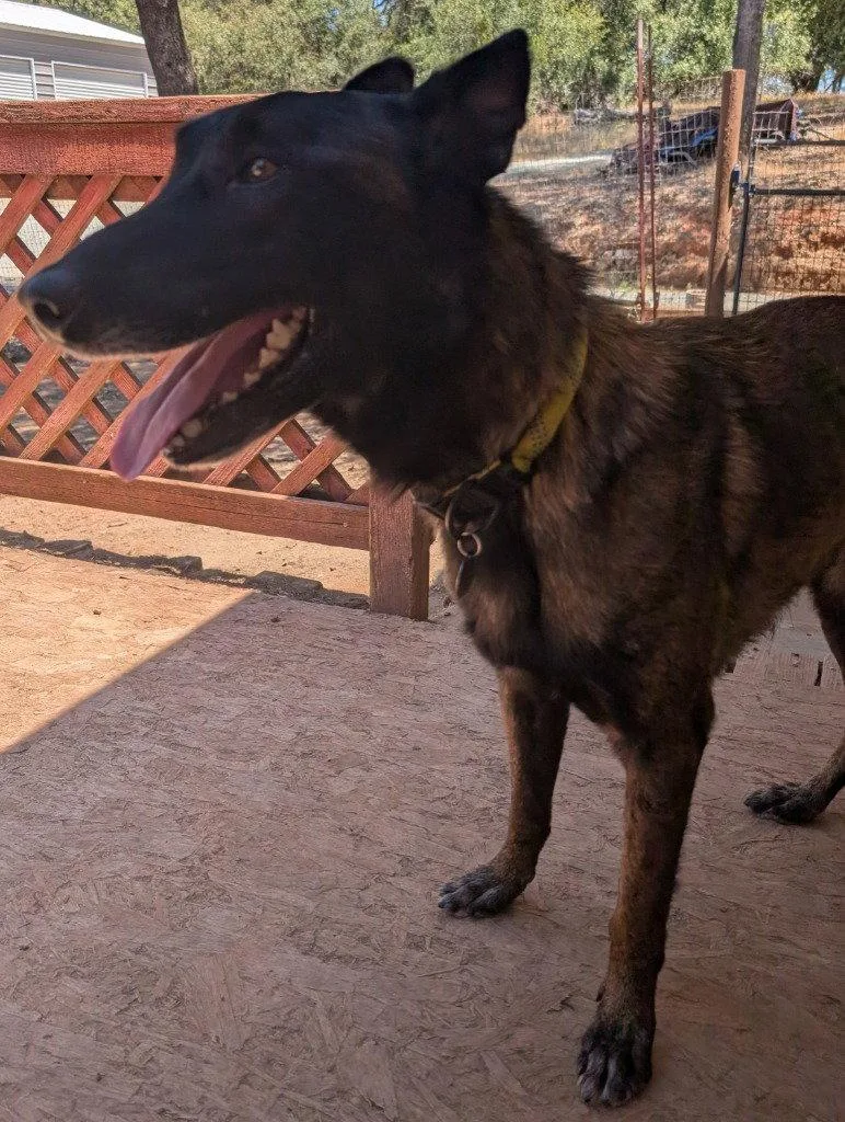 An adult large-sized male Belgian Shepherd / Malinois dog named Kolton for adoption in Modesto, CA