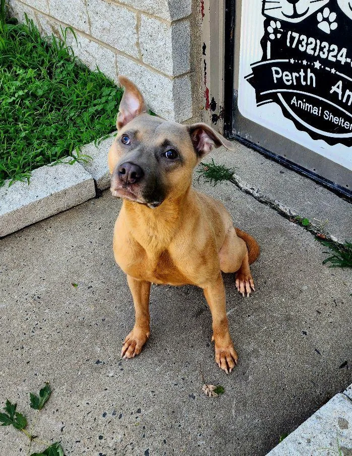 A young medium-sized male Yellow / Tan / Blond / Fawn American Staffordshire Terrier dog named Waldo for adoption in Perth Amboy, NJ