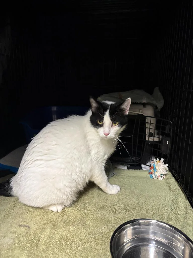 An adult medium-sized male Domestic Short Hair cat named Gunther for adoption in Minneapolis, MN