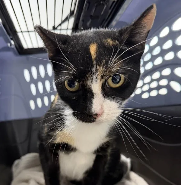An adult medium-sized female Domestic Short Hair cat named Moissanite for adoption in San Diego, CA