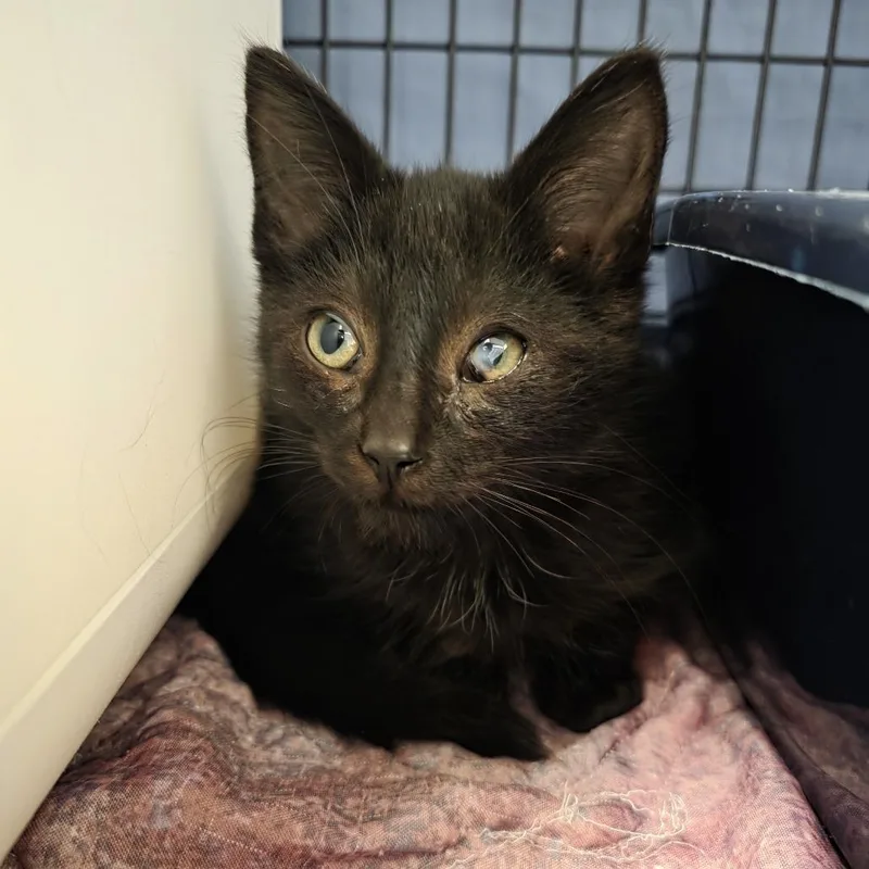 A baby small-sized male Domestic Medium Hair cat named Everest for adoption in Oshkosh, WI