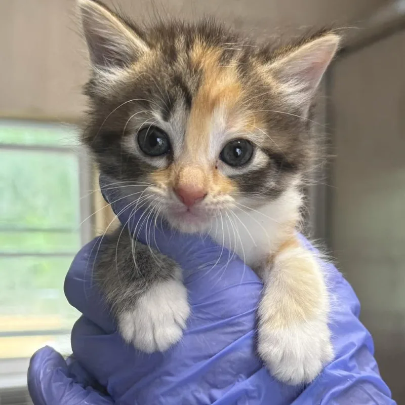 A baby small-sized female Calico Domestic Short Hair cat named Tilly for adoption in Lucedale, MS