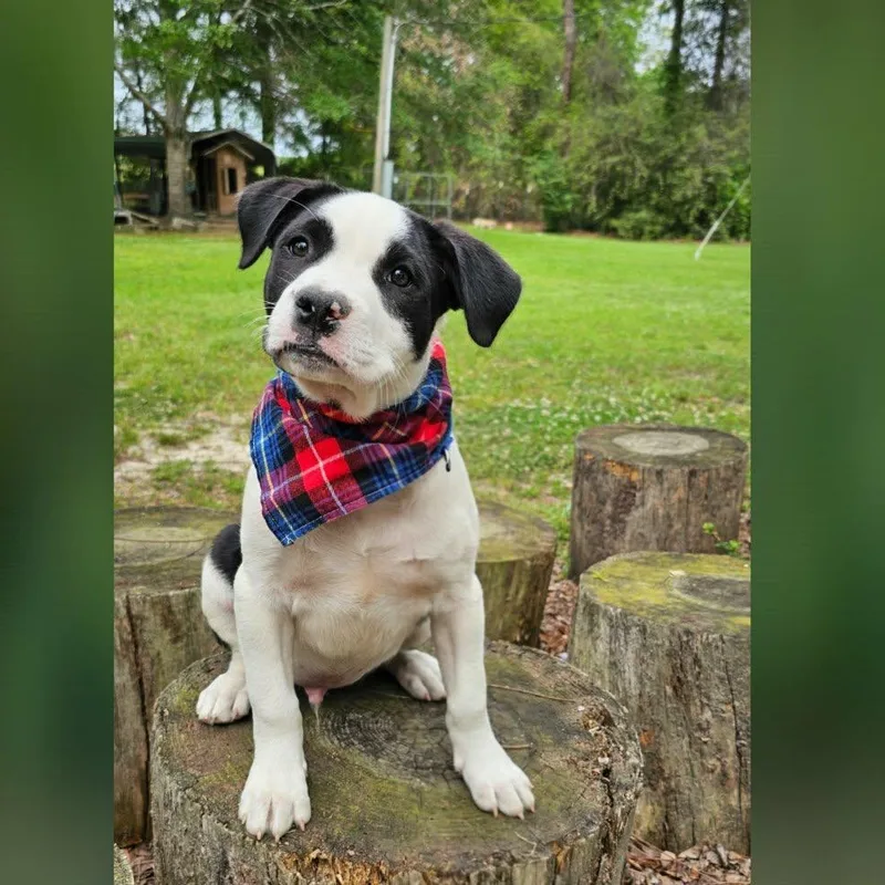 A baby medium-sized male White / Cream Mixed Breed dog named Conrad for adoption in BONIFAY, FL