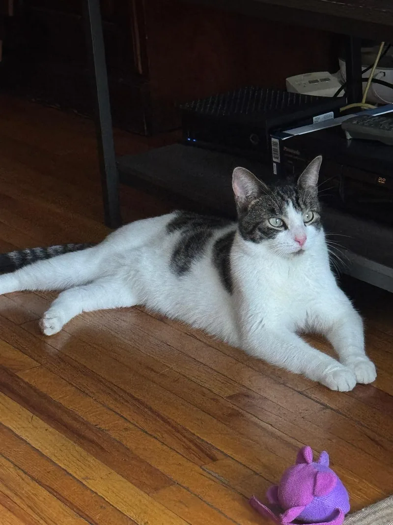A young medium-sized male White Domestic Short Hair cat named Pip for adoption in New York, NY