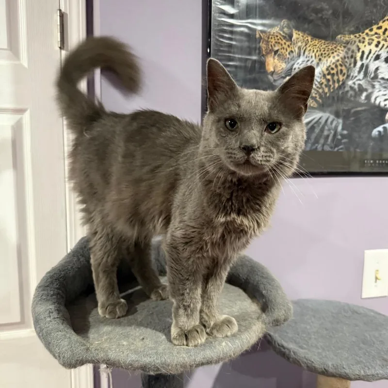 An adult medium-sized male Gray / Blue / Silver Domestic Medium Hair cat named Earl Grey for adoption in Gibsonia, PA