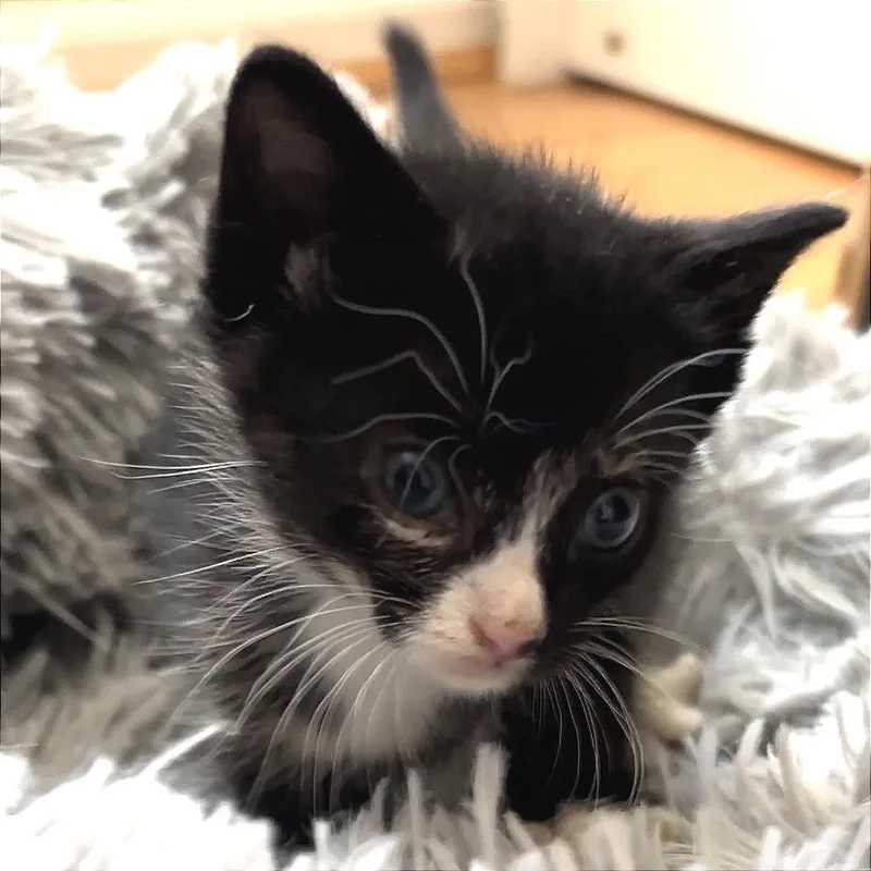 A baby small-sized female Calico American Shorthair cat named Zulu for adoption in Monroe, MI