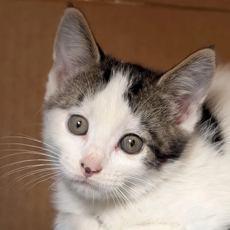 A baby medium-sized male White Domestic Short Hair cat named Pringles for adoption in Jefferson, WI