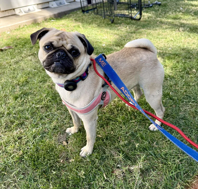 Porkchop thumbnail 2