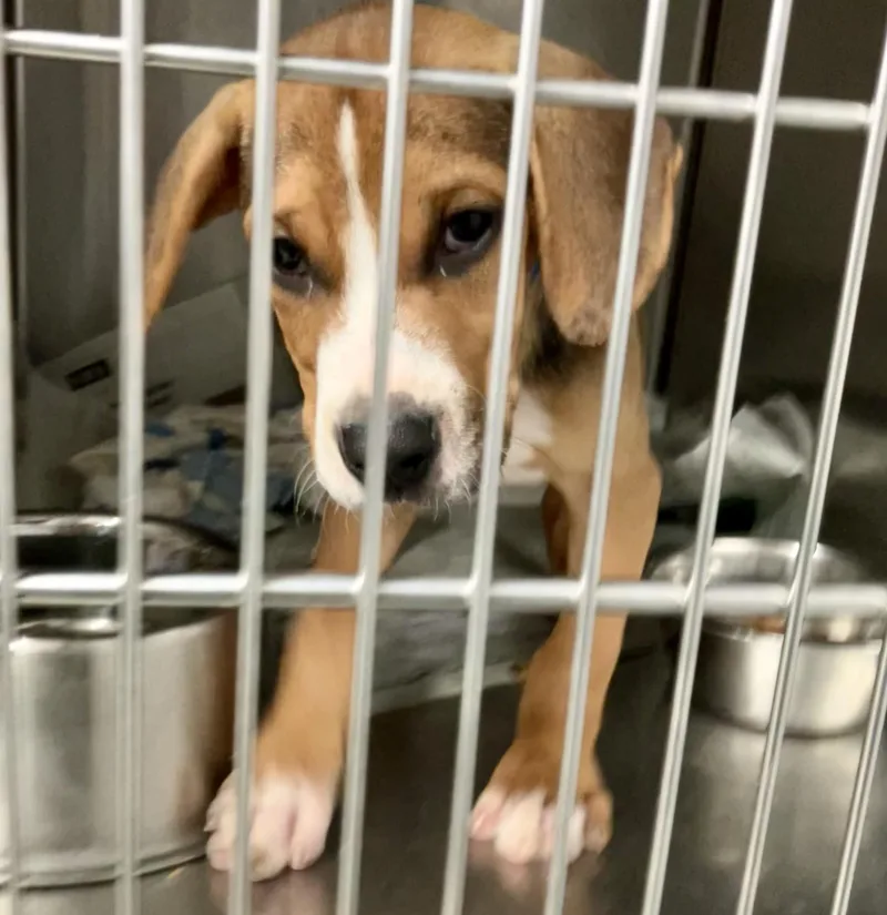 A baby medium-sized male White / Cream Beagle dog named Griff for adoption in Parma, OH