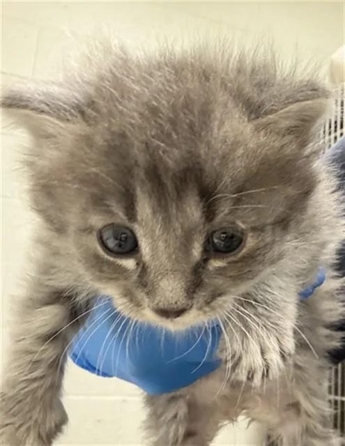 A baby small-sized male Domestic Medium Hair cat named A for adoption in Chula Vista, CA