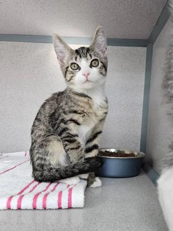 A baby small-sized female Domestic Short Hair cat named Paris for adoption in Skillman, NJ