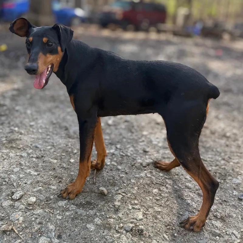 A young medium-sized female Black German Pinscher dog named Daphne for adoption in Aberdeen, NC