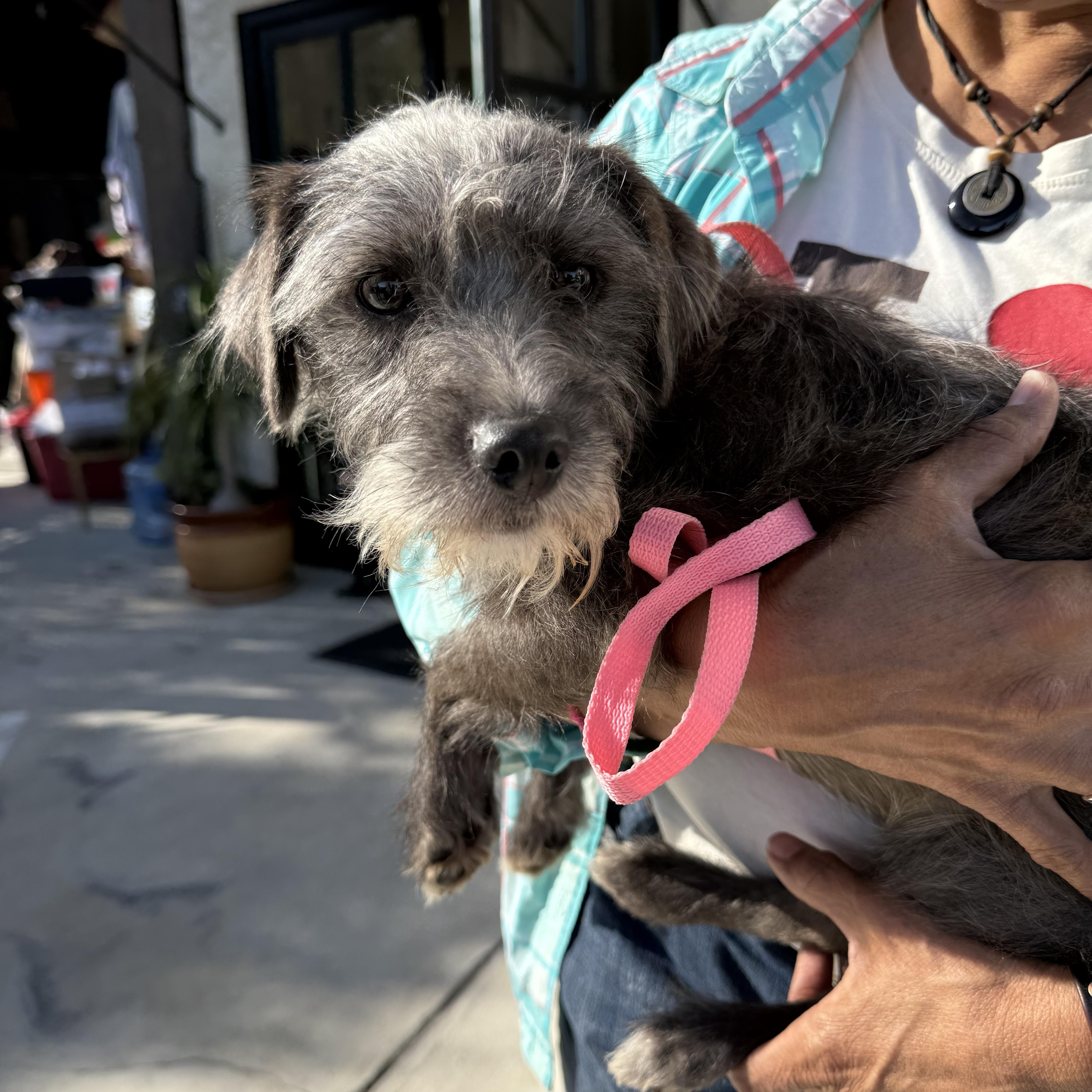 An adult small-sized male Black Cairn Terrier dog named Moe for adoption in Glendale, CA