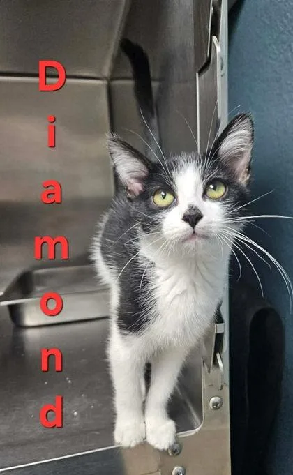 A young medium-sized female Black & White / Tuxedo Domestic Short Hair cat named Diamond for adoption in Sullivan, IN