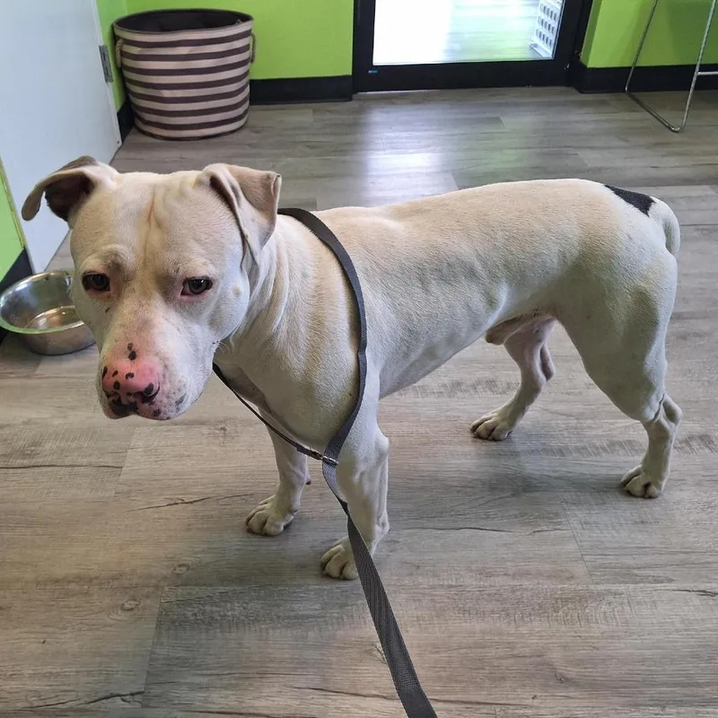 An adult large-sized male Pit Bull Terrier dog named GeorgeGino for adoption in Ottawa, KS