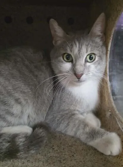 An adult small-sized female Gray & White Domestic Short Hair cat named Quartz for adoption in Parker, CO