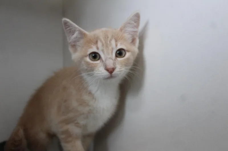 A baby medium-sized female Buff & White Domestic Short Hair cat named Drowzee for adoption in Chestertown, MD