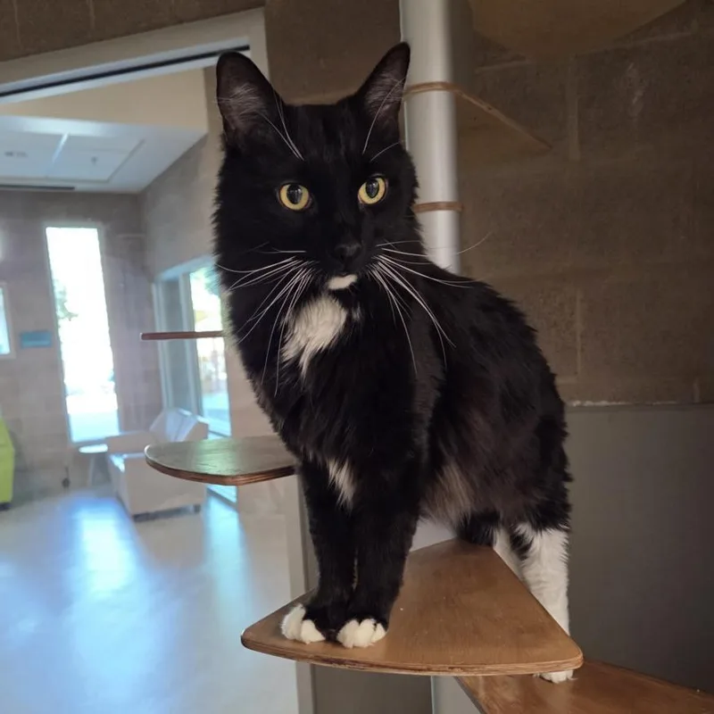 An adult large-sized male Domestic Short Hair cat named Baby Boy for adoption in Las Vegas, NV