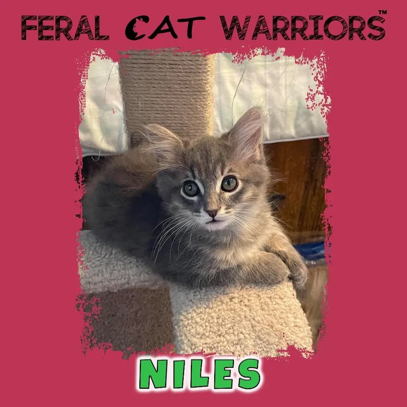 Niles thumbnail 2