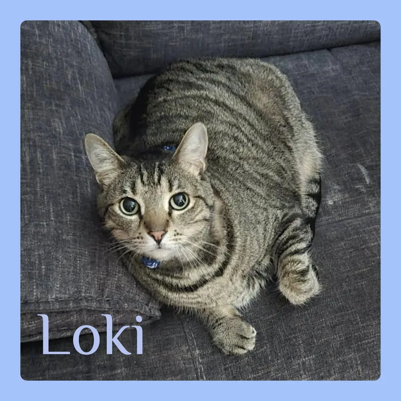 Loki