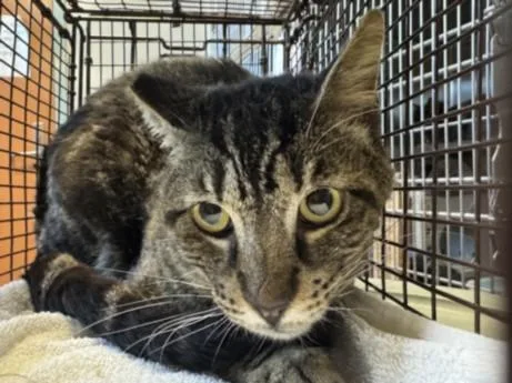 An adult large-sized male Domestic Short Hair cat named Tito for adoption in San Pedro, CA
