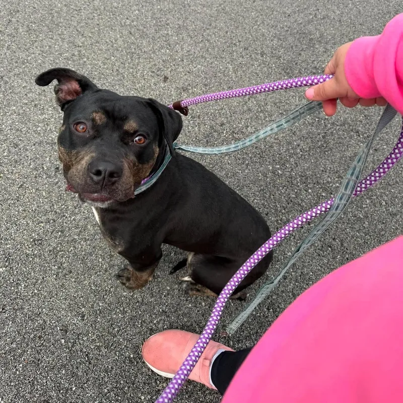 A young medium-sized male Bulldog dog named Tula for adoption in Minooka, IL