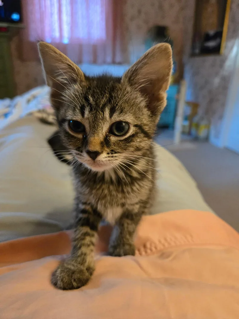 C Litter Lucy thumbnail 2