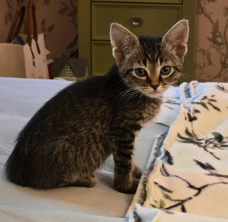 C Litter Lucy thumbnail 3