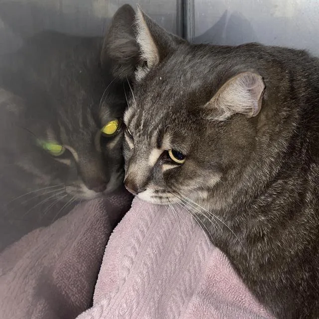 An adult large-sized male Domestic Short Hair cat named Angel for adoption in Santa Cruz, CA