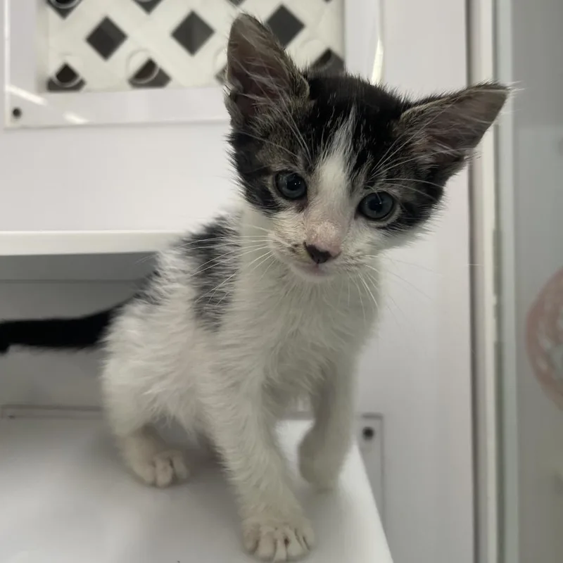 A baby small-sized male Domestic Short Hair cat named Outing for adoption in Los Angeles, CA