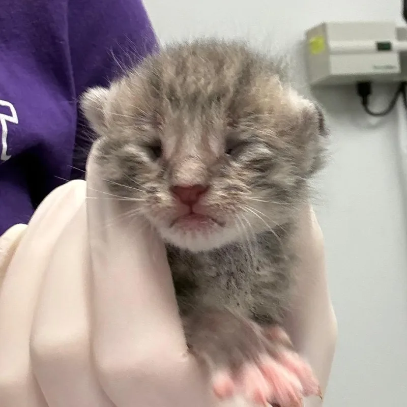 A baby small-sized male Gray / Blue / Silver Domestic Short Hair cat named Snoopy for adoption in Jacksonville, FL