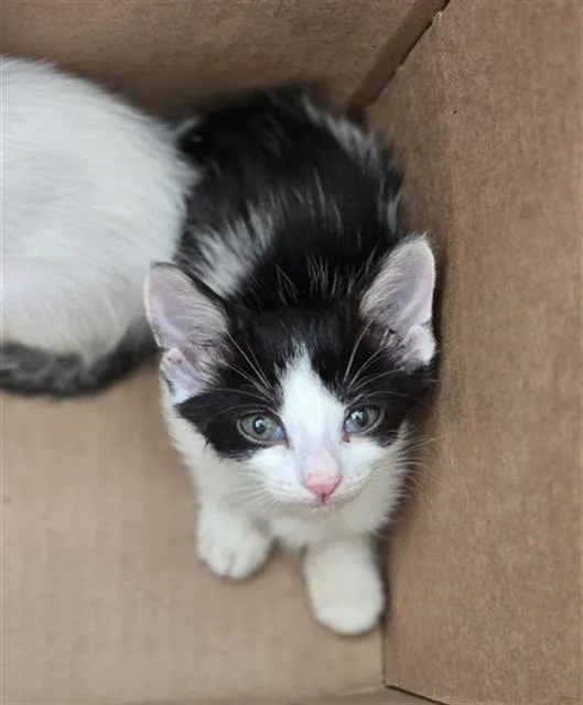 A baby medium-sized female Domestic Short Hair cat named Dreamer for adoption in Dallas, TX