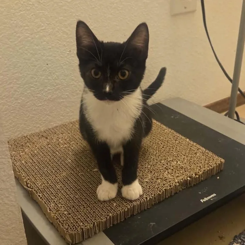 A baby small-sized male Black & White / Tuxedo Domestic Short Hair cat named Hudson for adoption in Antioch, CA