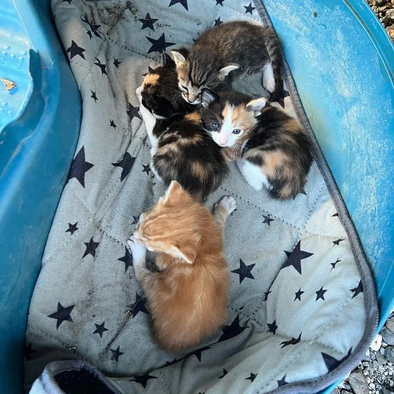 A baby small-sized male Domestic Short Hair cat named Pipsqueak for adoption in Willows, CA