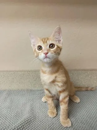 A young small-sized male Domestic Short Hair cat named Mordecai for adoption in Phoenix, AZ