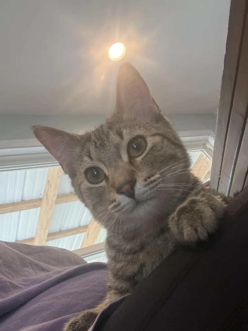 A baby medium-sized male Tabby (Brown / Chocolate) Tabby cat named Wesley for adoption in Columbus, OH