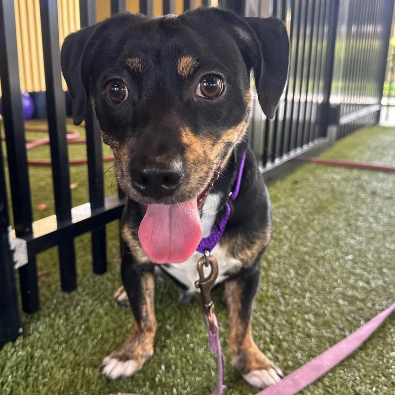 A young medium-sized male Black Jack Russell Terrier dog named Amelio for adoption in West Palm Beach, FL