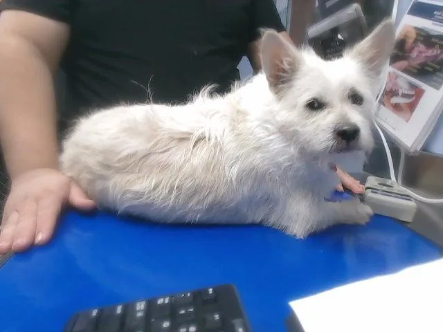 An adult small-sized male West Highland White Terrier / Westie dog named Olaf for adoption in Phoenix, AZ