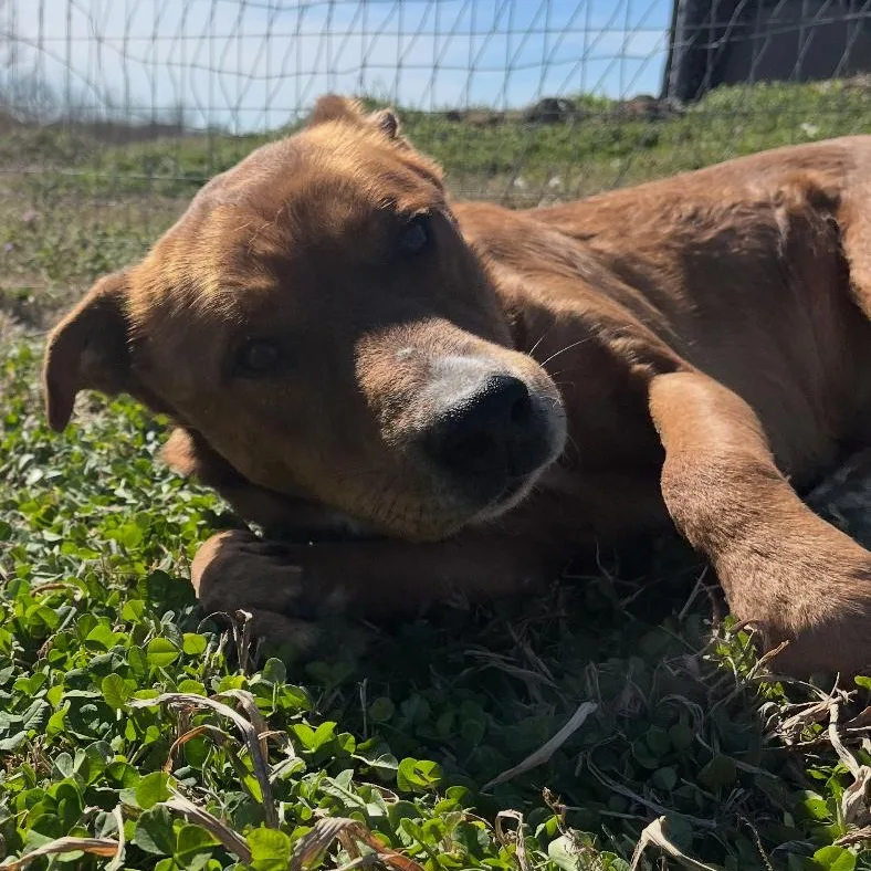 Clifford thumbnail 2