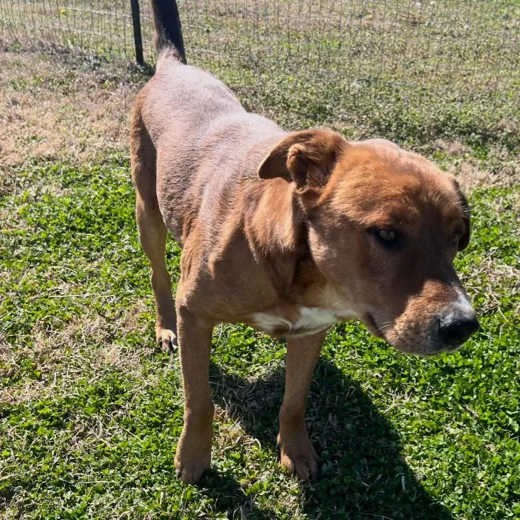 Clifford thumbnail 3