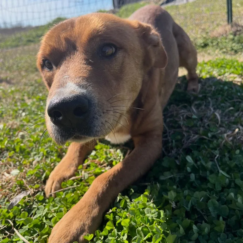 Clifford thumbnail 4