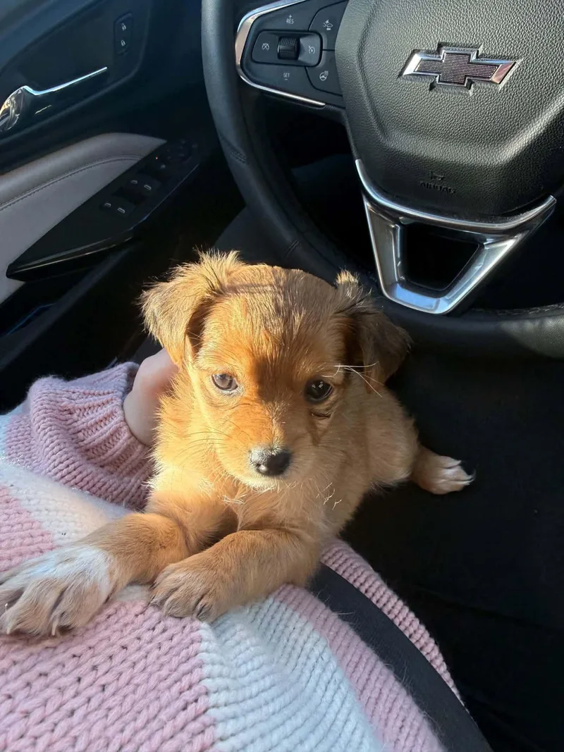 A baby small-sized female Chihuahua dog named Millicent for adoption in Grand Forks, ND