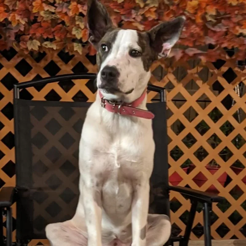 Sparkles Miamor thumbnail 2