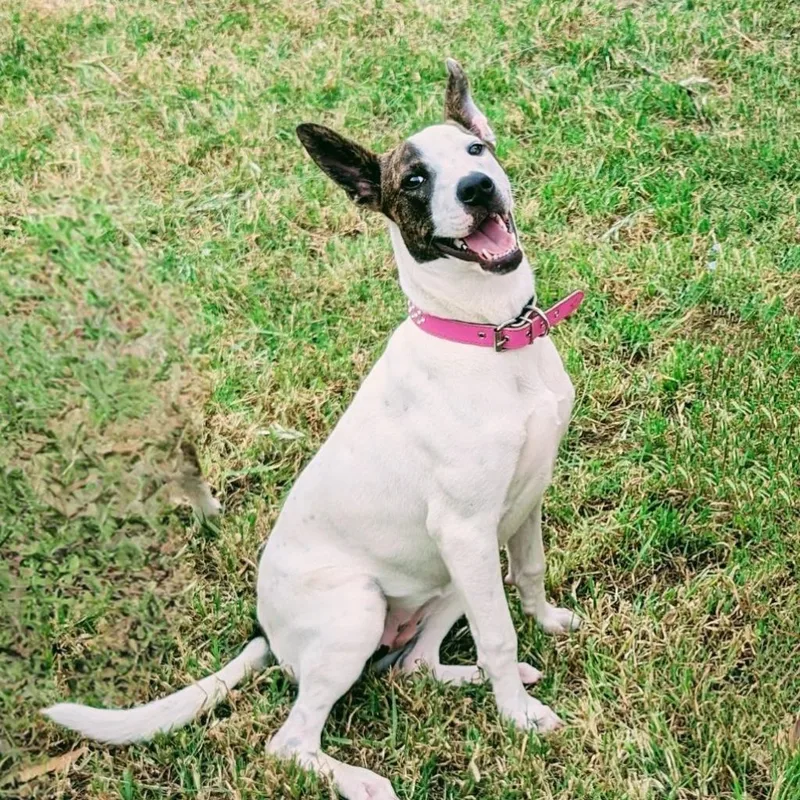 Sparkles Miamor thumbnail 3