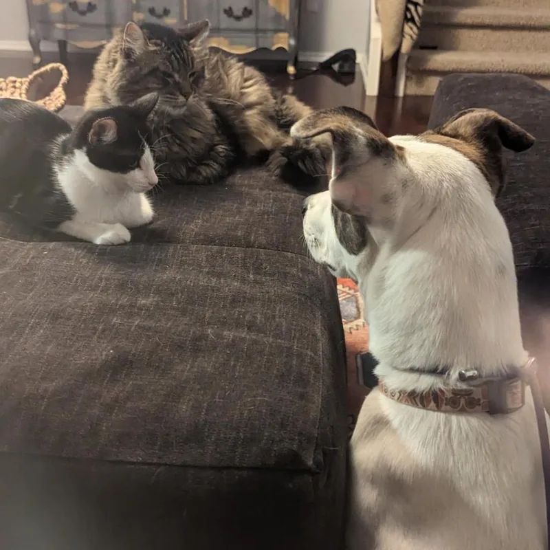 Sparkles Miamor thumbnail 6